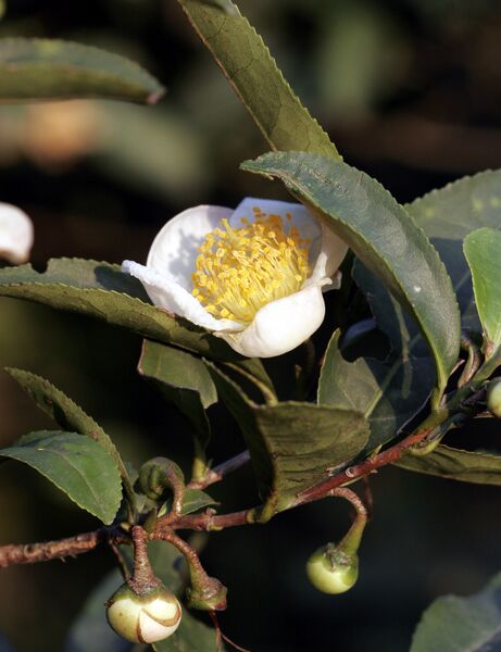 Datei:Camellia-sinensis.jpg