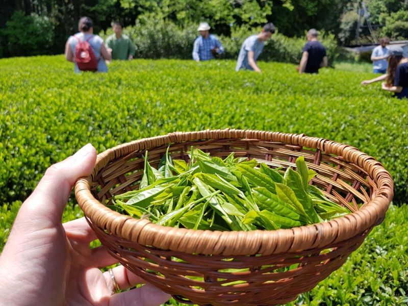 Datei:Tea-harvest.jpg