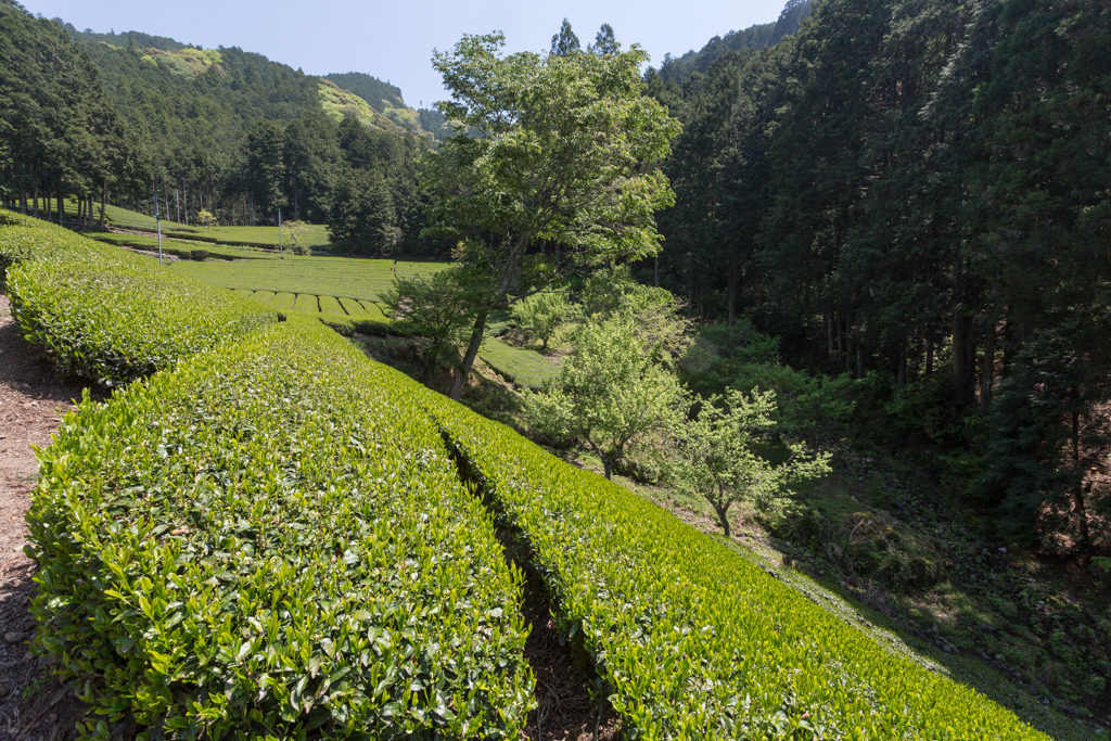 Honyama Teefelder sind umgeben von Wäldern